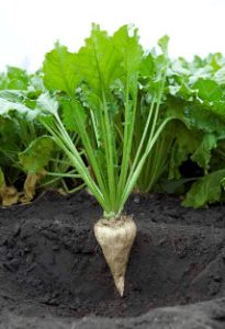 Sugar Beet Sweden